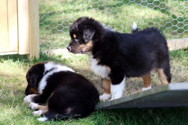 Australian Shepherd Welpen -13 Wochen alt; top sozialisiert- suchen neue Abenteu - Rassehunde Australian Shepherd - Wipperfürth