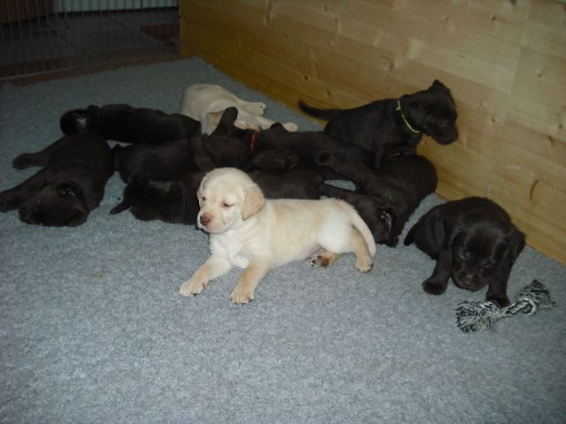 Süße reinrassige Labrador-Welpen - Rassehunde Labrador - Wiernsheim