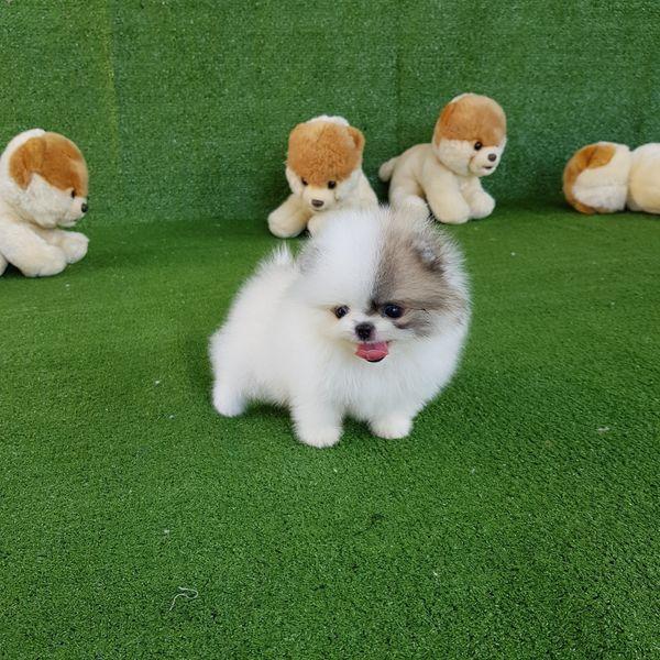 Teacup Pomeranian Spitz Welpen für Ihre Kinder - Rassehunde Spitz - Adendorf