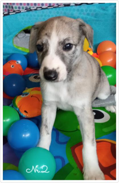 Whippet Welpe noch zwei Jungs suchen - Rassehunde Windhund - Pechbrunn, Deutschland