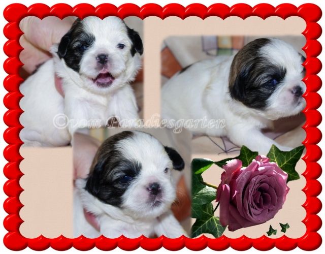 Shih Tzu Welpen aus guten Linien - Rassehunde Shih Tzu - frankfurt
