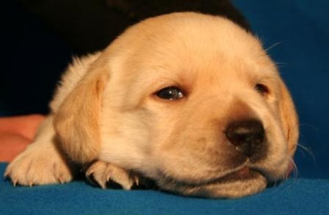 Labrador-Welpen mit Papieren geboren am 17.April - Rassehunde Labrador - Bad Laasphe