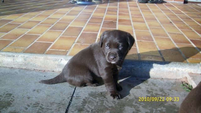 @@ Super süße choco Labrador-Welpne @@ - Rassehunde Labrador - Eiterfeld