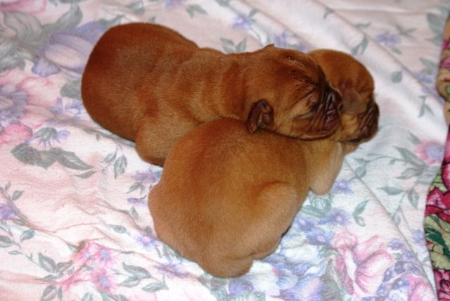 Bordeauxdoggen-Welpen mit Papiere - Rassehunde Bordeauxdoggen - Heichelheim