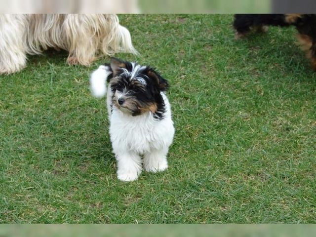 Biewer Yorkshire Terrier mit Papieren - Rassehunde Terrier - Steißlingen