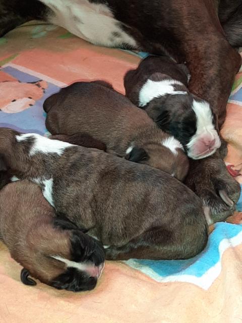 Boxerwelpe VDH /BK - Rassehunde Boxer - Eich