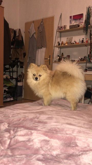 Deckrüde (pomeranien) - Deckanzeigen - Illerkirchberg