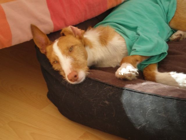Schmusebär Ben sucht Liebhaber! - Rassehunde Windhund - Berlin