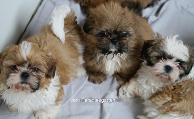 Shih Tzu Babys - Rassehunde Shih Tzu - Ulrichstein