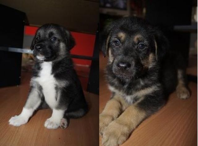 Wir suchen eine Liebevolle Familie (kangal-Schäferhund-Mix) - Mischlinge - düsseldorf