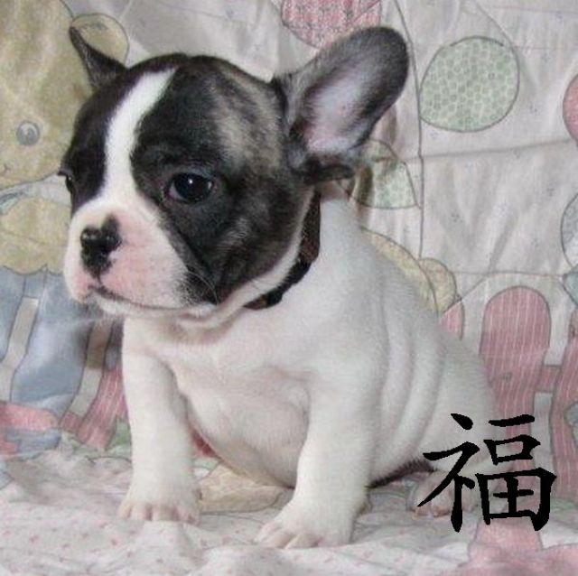 Französische Bulldoggen mit Papieren aus guten Linien - Rassehunde Franzoesische Bulldogge - ulrichstein