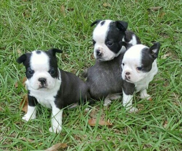 Boston Terrier reinrassig zum verkauf! ! ! - Rassehunde Terrier - 37339 Wehnde