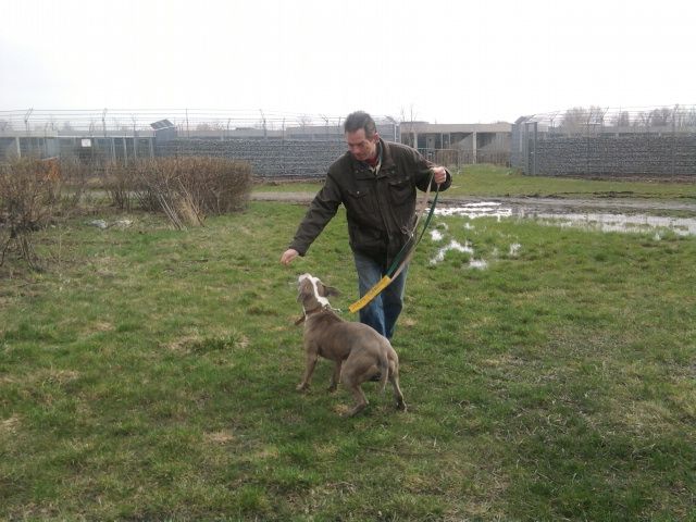 Hundebetreuung und Hundeerziehung - Hundesitter - Berlin