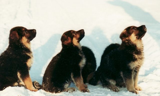 Schäferhundwelpen - Rassehunde Schaeferhund - Köln