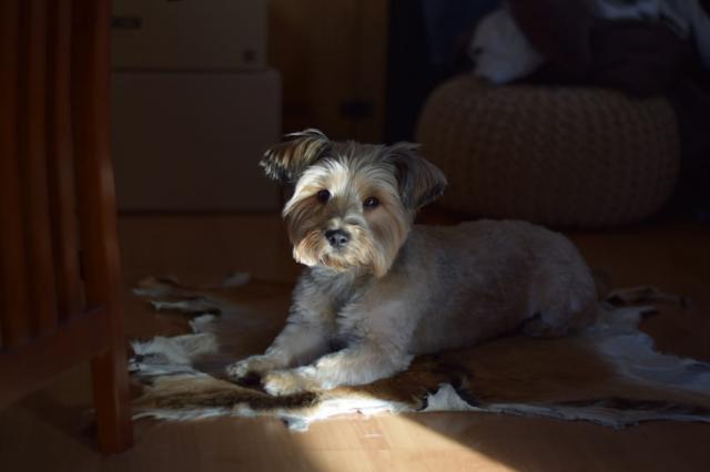 Wunderschönen hellcremefarbener DECKRÜDE ZUM DECKEN EINER HUNDEDAME - Deckanzeigen - Göppingen