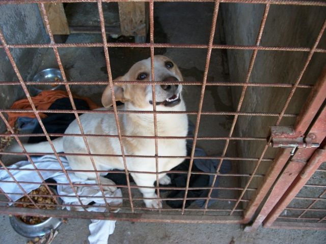 Hilfeeee! Suche ein neues Zuhause - Mischlinge - kiel
