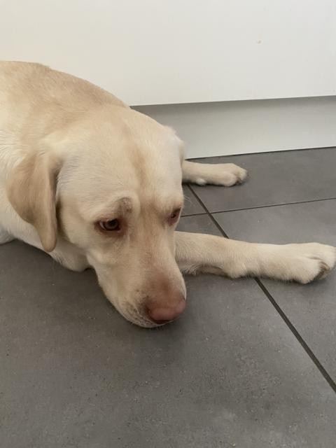 Deckrüde Labrador  - Deckanzeigen - Malchin 