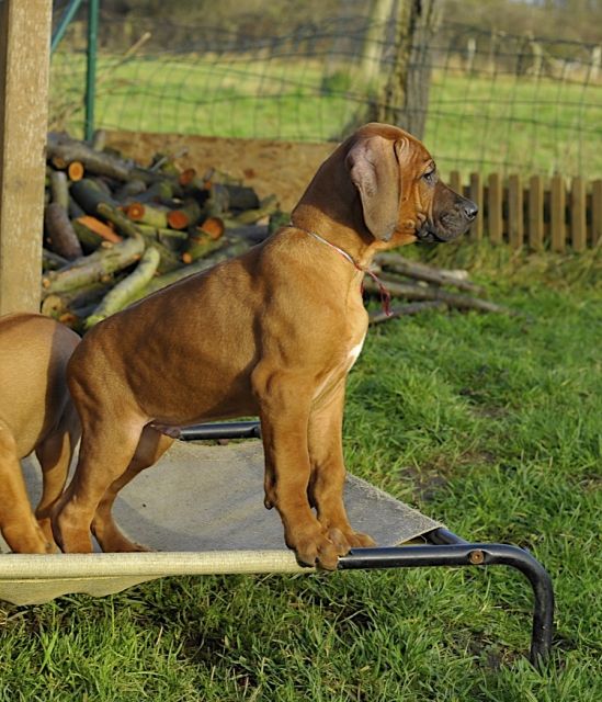 Rhodesian Ridgeback Welpen von Chimbala von Geiger s Ridgeback - Rassehunde Rhodesian Ridgeback - Xanten