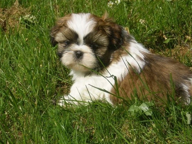 Shih Tzu Babys - Rassehunde Shih Tzu - bergheim