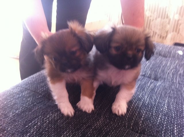 Kleine Süße Zwerg Pekinese - Rassehunde Pekinese - Linz