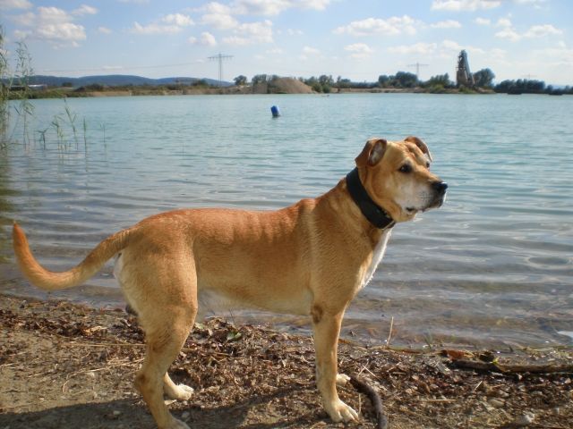 Suche liebe Hundedame zum decken,  - Deckanzeigen - Rosengarten