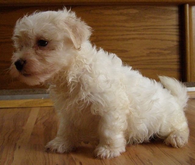Havanese Welpen - Rassehunde Havaneser - Ödenburg