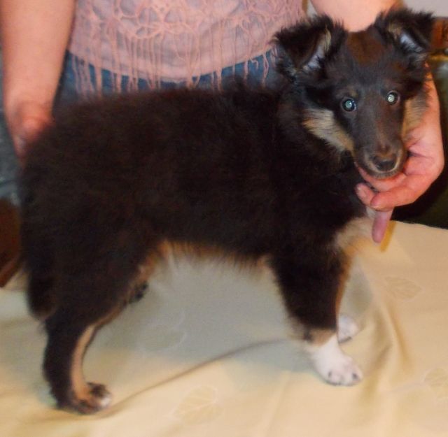 Sheltiewelpen in tric. m. Papieren - Rassehunde Sheltie - Bad Säckingen