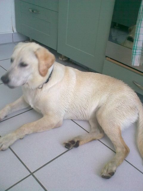 Liebevolle Labrador Dame sucht ein Zuhause - Mischlinge - Wesseling