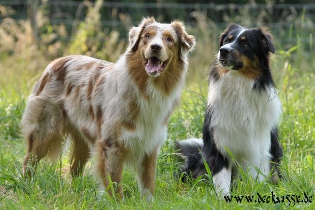 Australian Shepherd Deckrüden und Welpenvermittlung  (ASCA) - Rassehunde Australian Shepherd - Gangelt