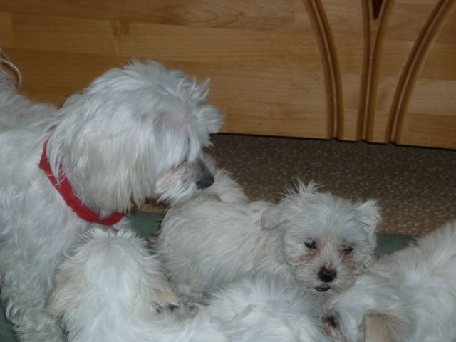 Reizende reinrassige Malteserwelpen - Rassehunde Malteser - Hainrode