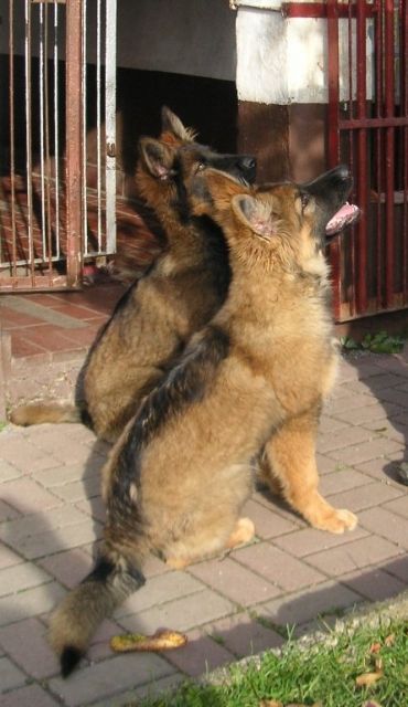 2 Schäferhundwelpen mit Papieren abzugeben - Rassehunde Schaeferhund - Oelsnitz