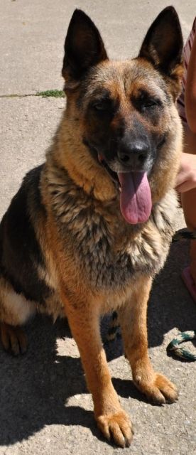 Rebeka (Beky) - eine wünderschöne Schäferhündin - Mischlinge - Asyl Senica