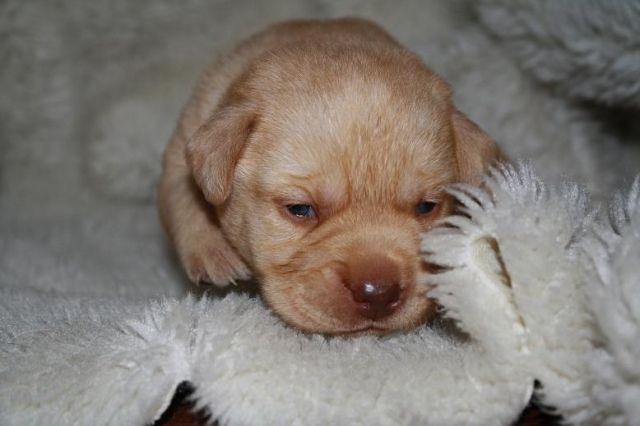 Wunderschöne Labradorwelpen aus liebevoller Hausaufzucht - Rassehunde Labrador - Bedburg-Hau