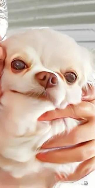Erstklassiger Chihuahua-Welpe für Ihre Familie - Rassehunde Chihuahua - Frankfurt