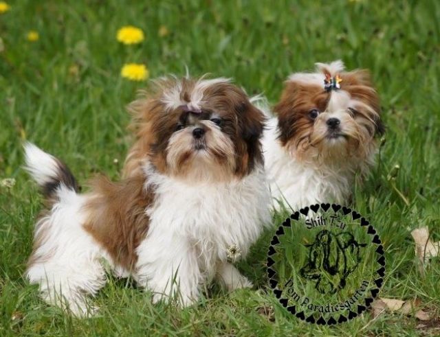 Gesunde kleinbleibende Shih Tzu Welpen - Rassehunde Shih Tzu - Frankfurt