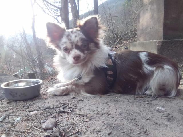 Chihuahua Deckrüde Langhaar  - Deckanzeigen - Lambrecht