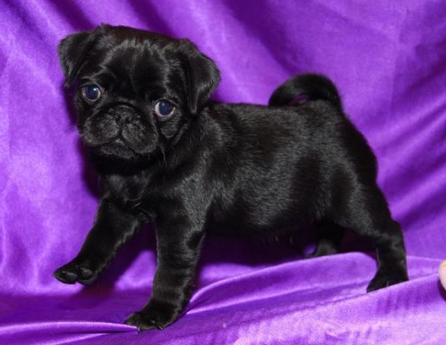 Mopsrüde und weibe (VDH) schwarz - Rassehunde Mops - Düsseldorf