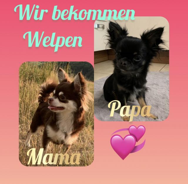 Chihuahua Welpen Wurfankündigung - Rassehunde Chihuahua - Limburg 