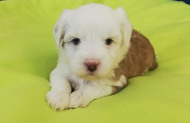 Tibet Terrier Welpen - Rassehunde Terrier - Hainspitz
