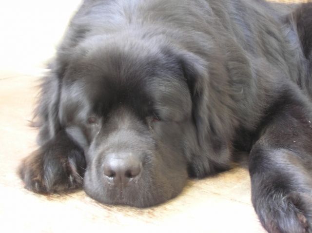 Neufundländer Deckrüde - Deckanzeigen - borken /hessen