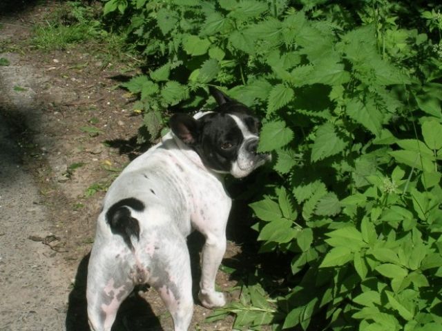Französische Bulldogge (Hündin, 5 Jahre) sucht ein neues Zuhause - Rassehunde Franzoesische Bulldogge - Greifswald