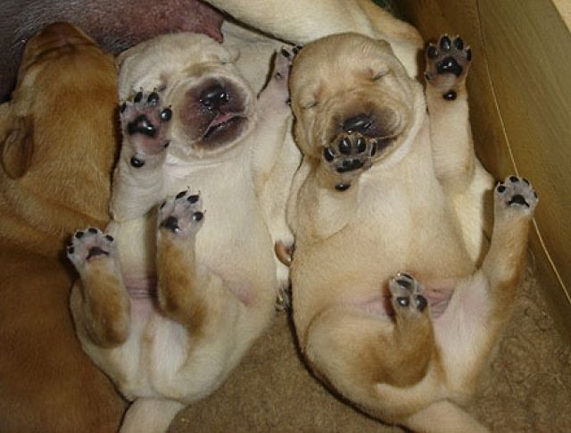 Labradorwelpen und Goldenretrieverwelpen - Rassehunde Labrador -  Utzenhain