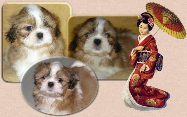 Shih Tzu Welpen vom dt. seriösen Züchter - Rassehunde Shih Tzu - feldatal