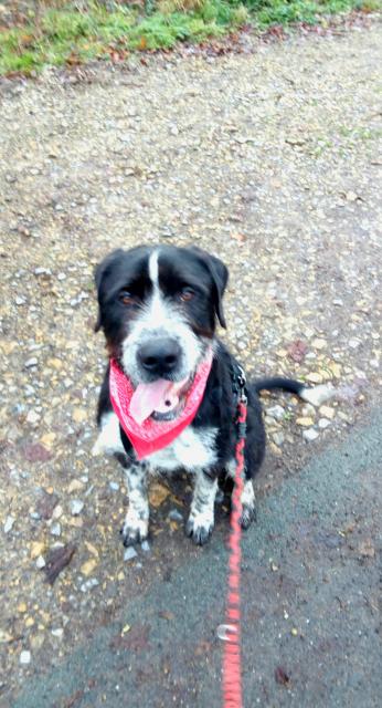 Riesenschnauzer Mix Rüde 1 Jahr, 63cm - Mischlinge - Bissendorf