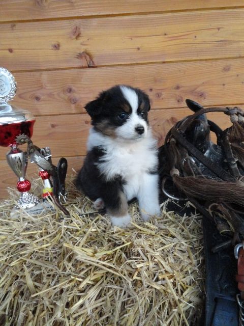 Traum Aussiewelpen der Etraklasse! - Rassehunde Australian Shepherd - Ahorn-Schillingstadt