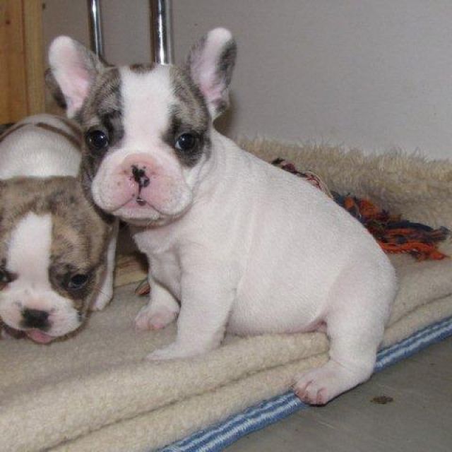 Französische Bulldoggen in reverse-brindle-pied - Rassehunde Franzoesische Bulldogge - ulrichstein