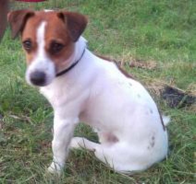Charmanter Jack Russell Deckrüde - Deckanzeigen - Eislingen