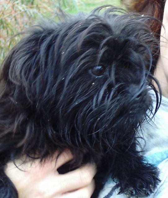 Affenpinscher Welpen u. erwachsene Rüden - Rassehunde Pinscher - C k, Ungarn