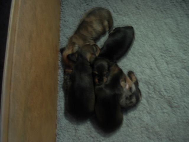 Zwergdackelkinder in tollen Farben - Rassehunde Dackel - Riesdorf