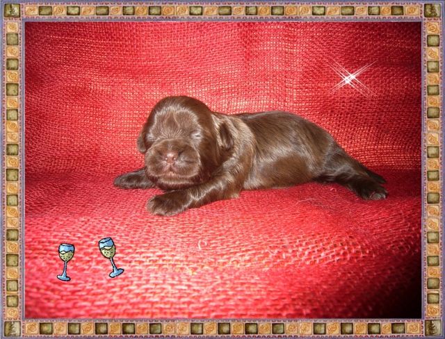 Shih Tzu Welpn in wunderschönen Farben auch in chocolate!!! - Rassehunde Shih Tzu - Lippstadt